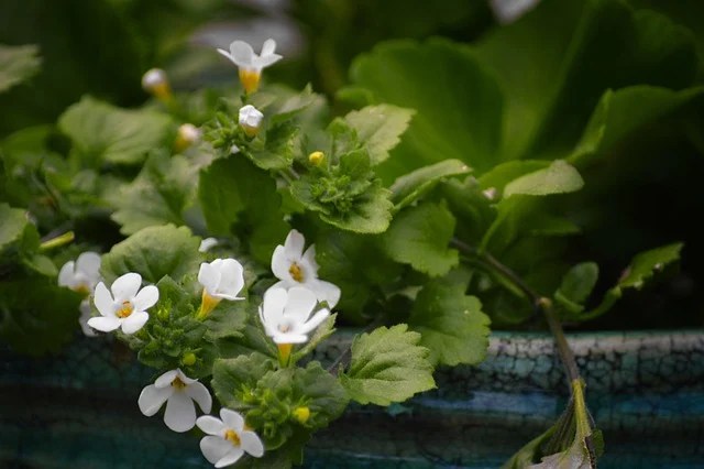Comparatif : Bacopa monnieri vs Ginkgo biloba vs&nbsp;Rhodiola